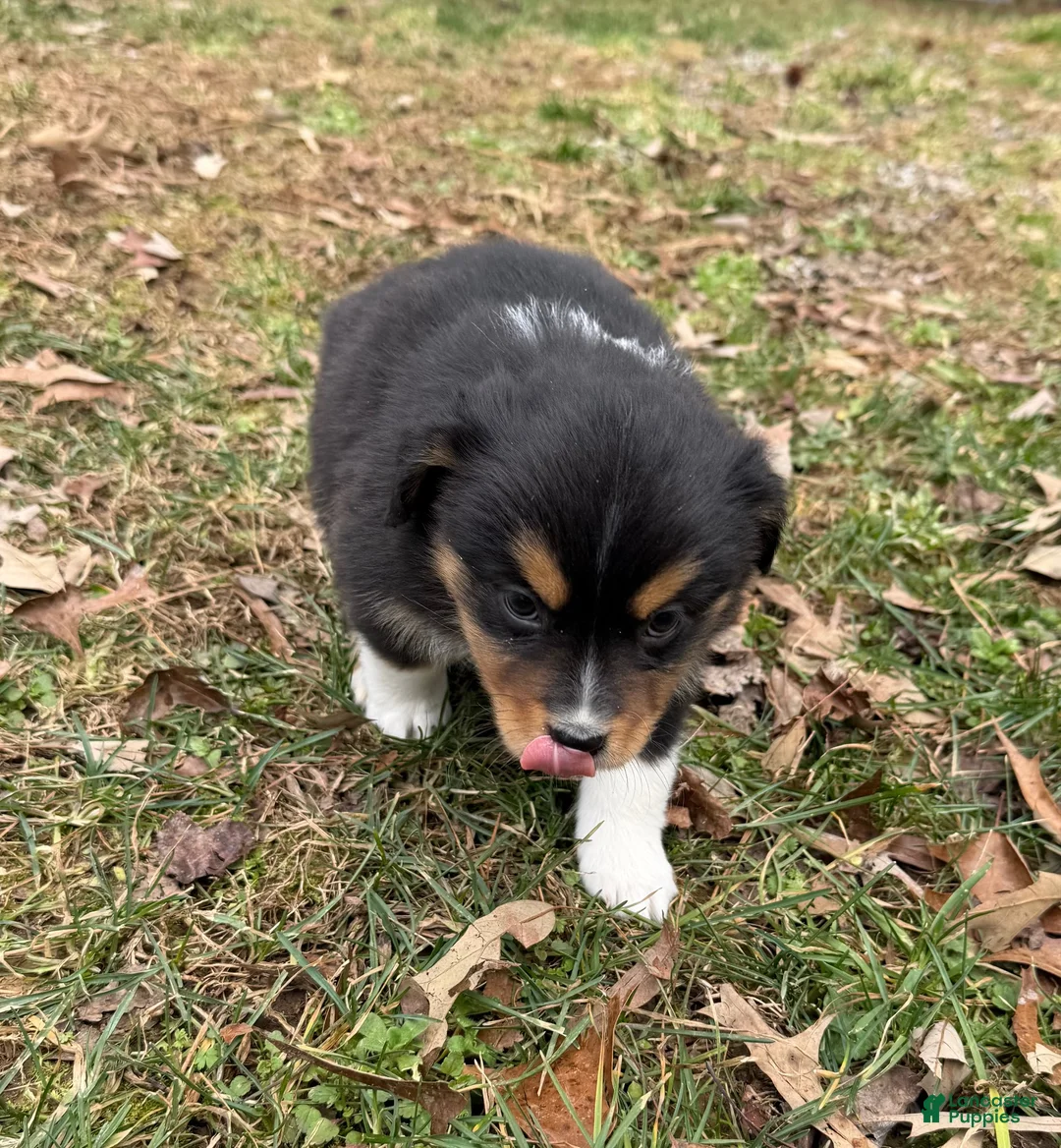 Australian Shepherd dogs for sale: Trixie - Ad 4