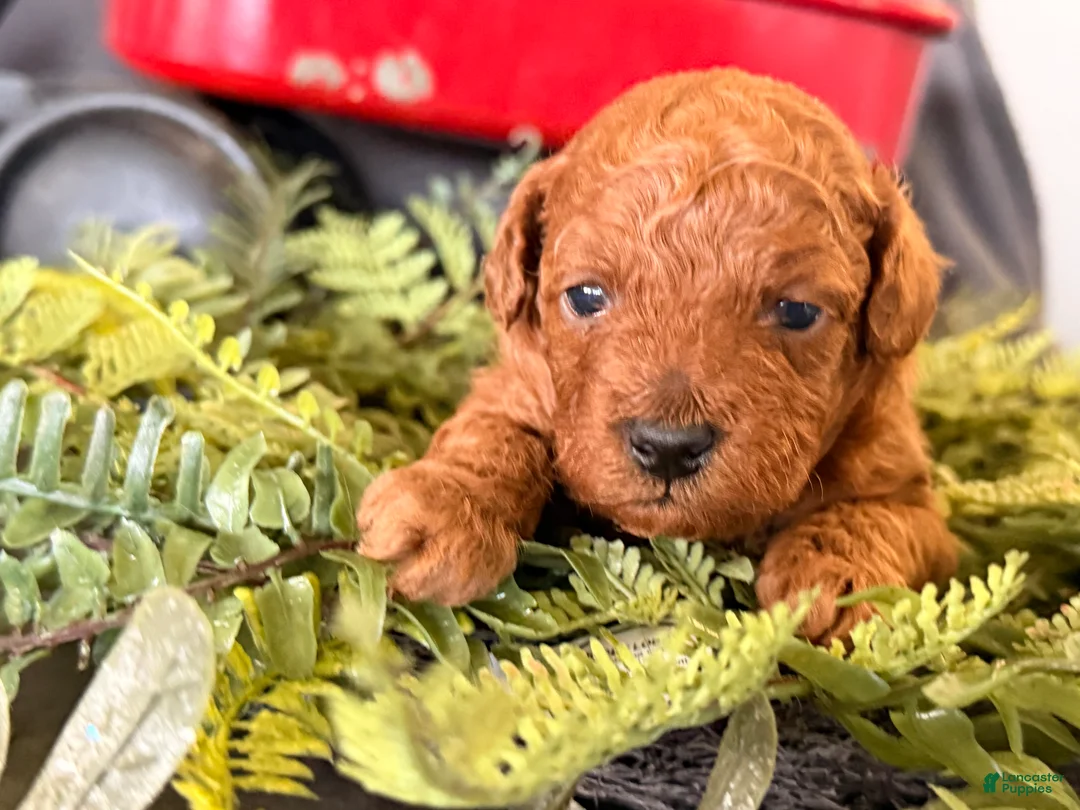 Toy Poodle dogs for sale: Remi  - Ad 2