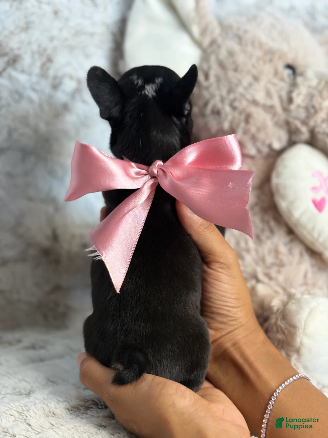 French Bulldog dogs for sale: Jude - Ad 5