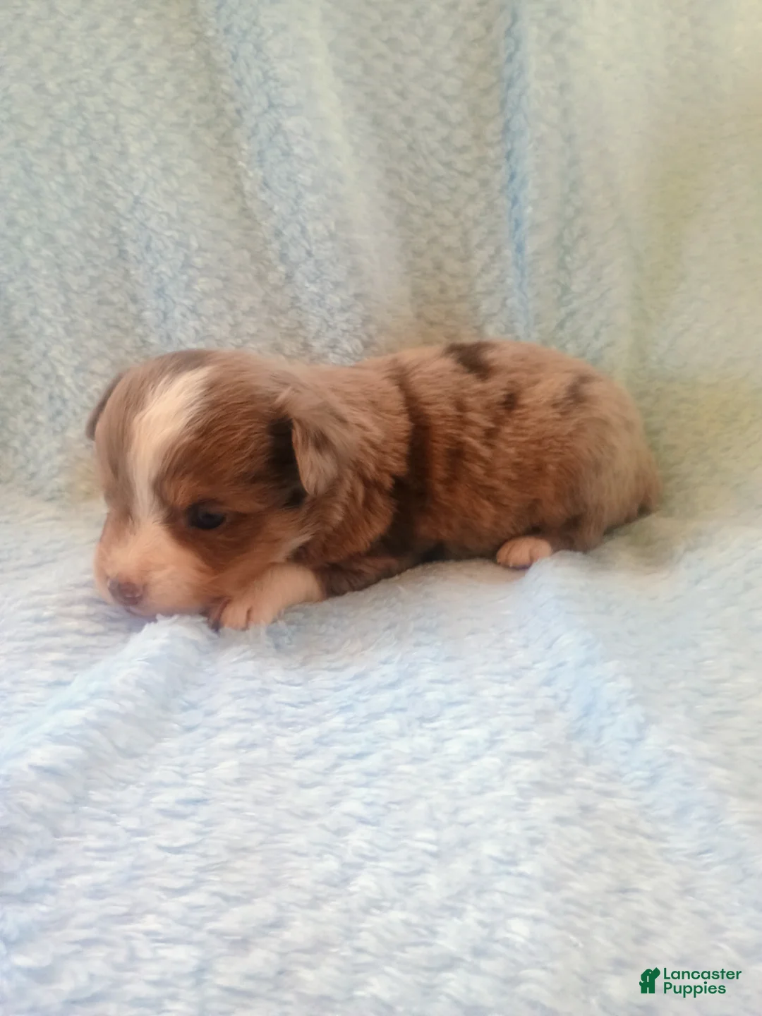 Toy Australian Shepherd dogs for sale: Toy Australian Shepherd Puppy 2 - Ad 6