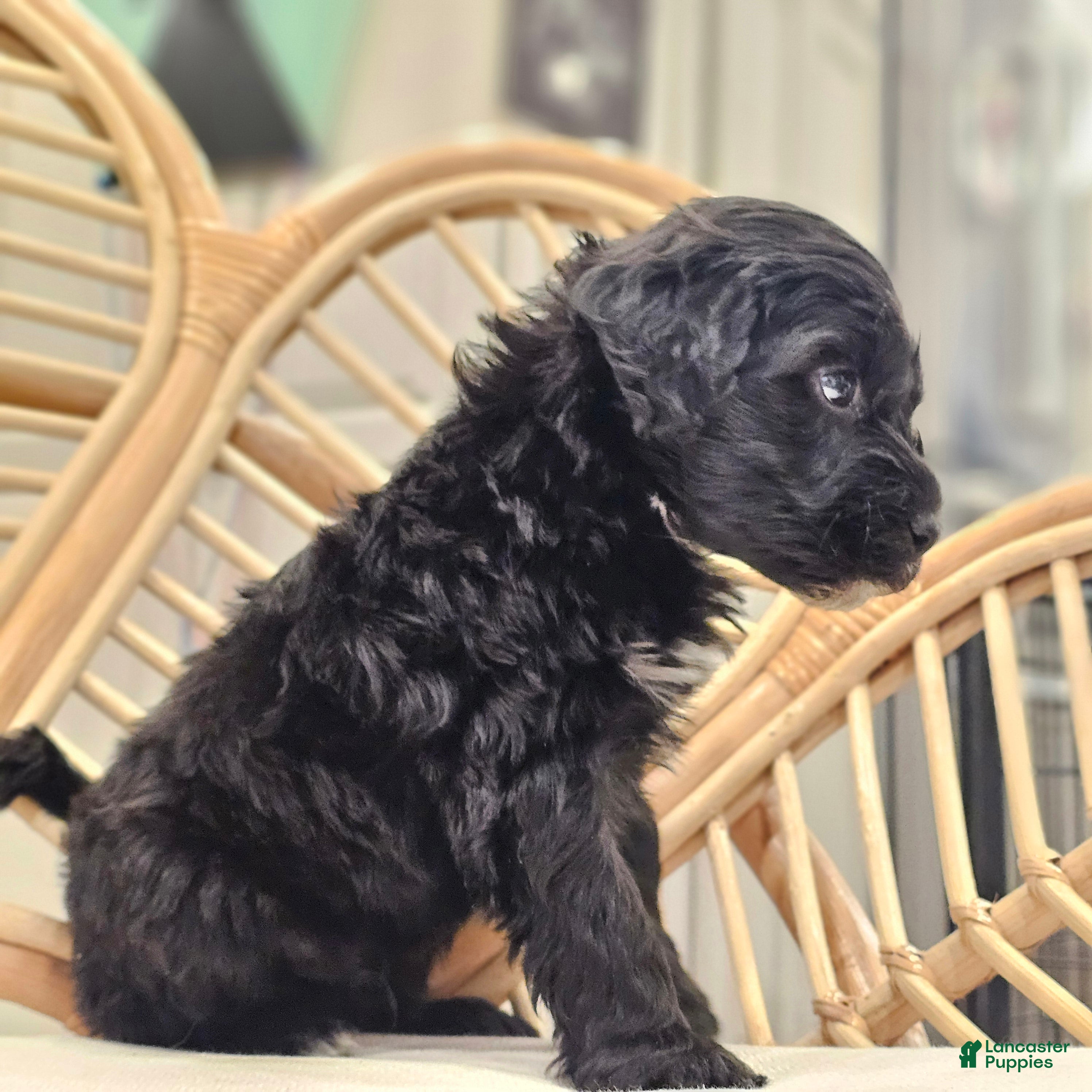 Portuguese Water Dog dogs Thunder B.💙 - Ad 2