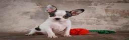 Chihuahua dogs for sale: Ernie - Ad 8