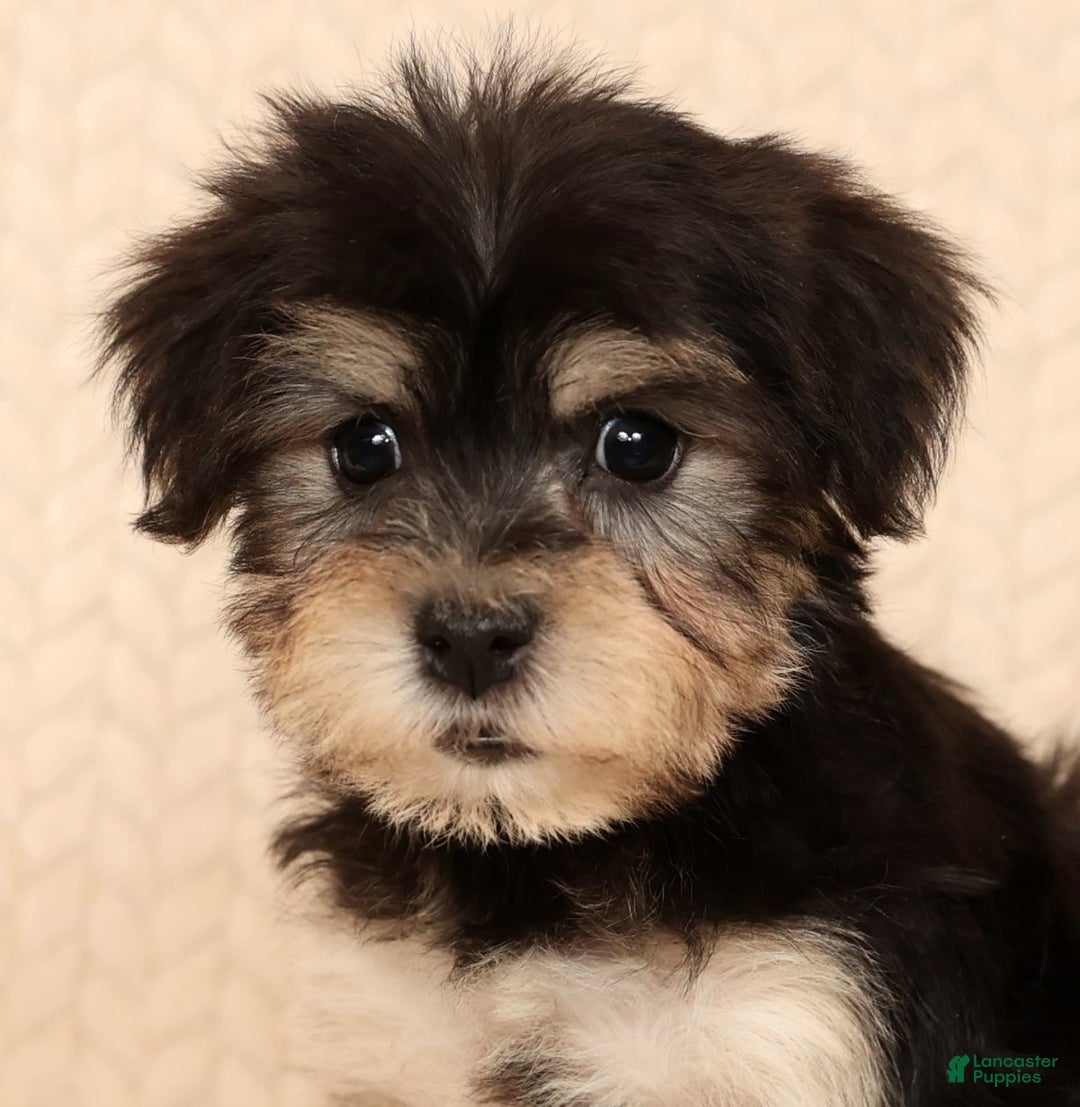 Yochon dogs for sale: Heidi - Ad 9