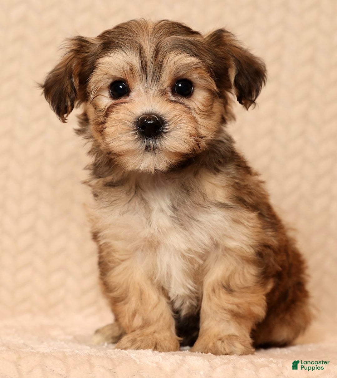 Yochon dogs for sale: Fluffy - Ad 3