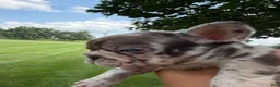 French Bulldog dogs for sale: Small Female Isabella Merle Puppy: - Ad 16