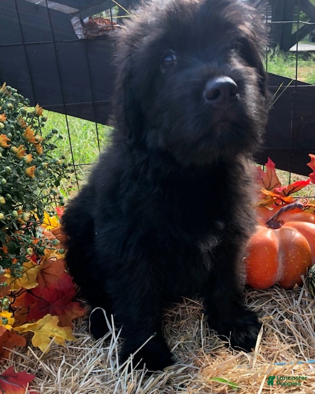 Bouvier des Flandres (Bouvier des Flandres, Male) in Homer, GA