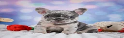 French Bulldog dogs for sale: Daisy - Ad 6