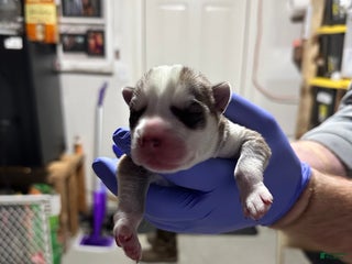 Siberian Husky dogs Chipmunk - Ad 10