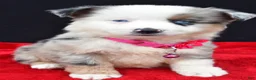 Miniature Australian Shepherd dogs for sale: Carmen - Ad 4
