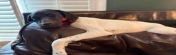 German Shorthaired Pointer dogs for sale: German Shorthaired Pointer 1 - Ad 1