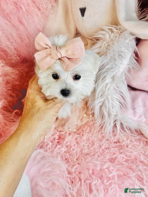 Maltese dogs Maltese 1 - Ad 2