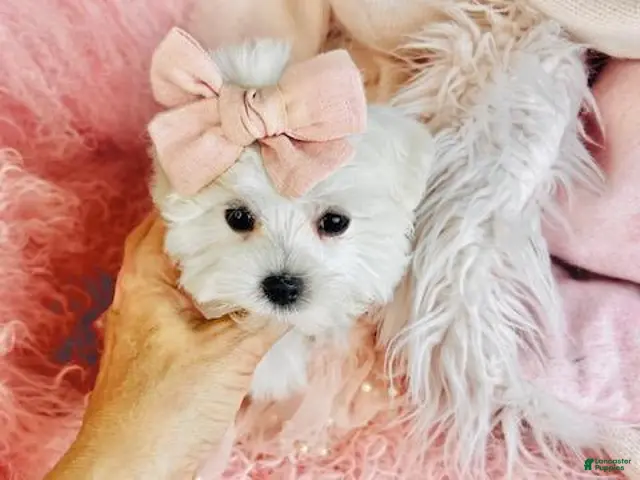 Maltese dogs Maltese 1 - Ad 2