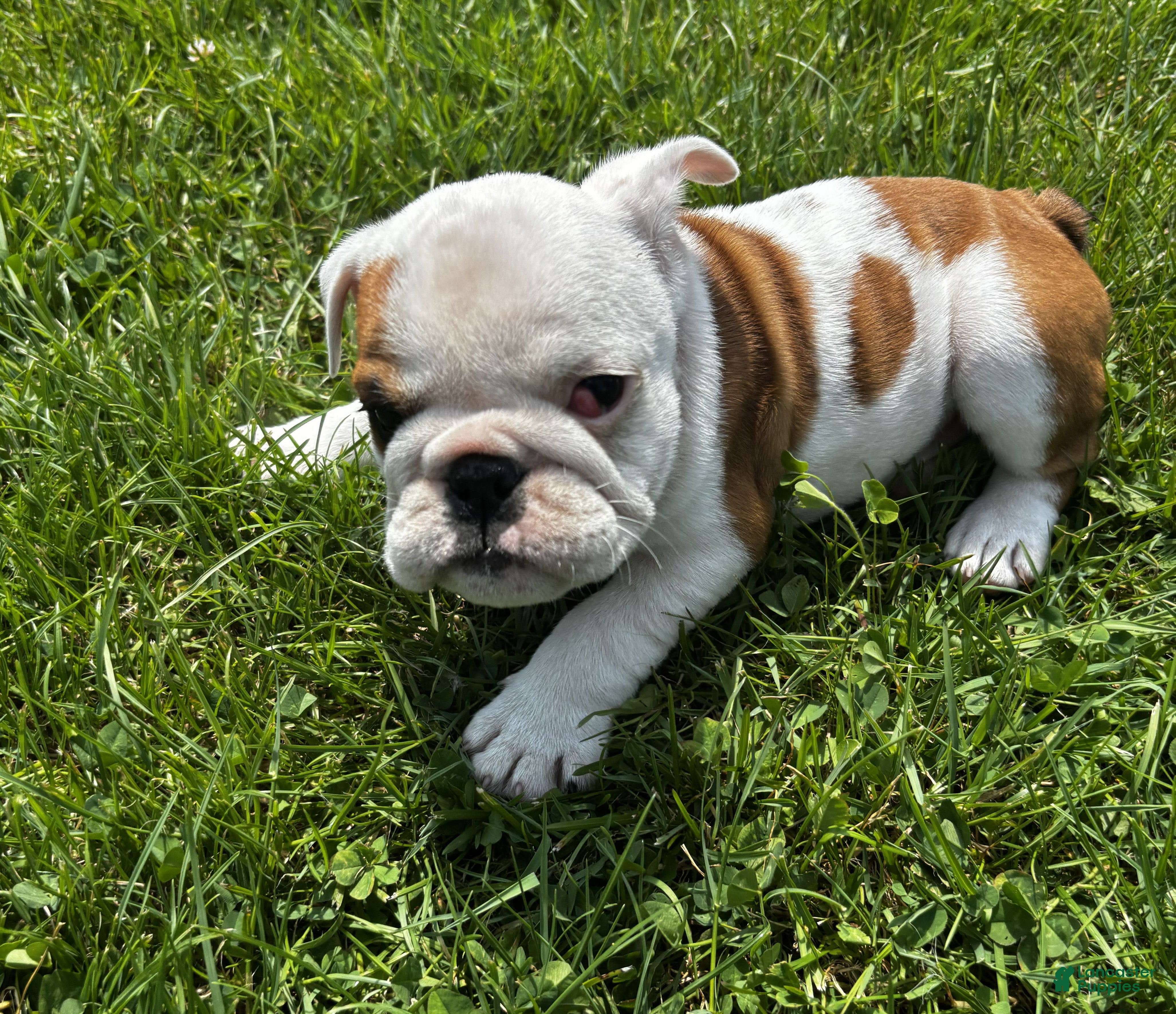 English Bulldog dogs Sweetpea - Ad 1