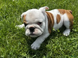 English Bulldog dogs for sale: Sweetpea - Ad 2