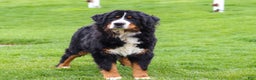 Bernese Mountain Dog dogs for sale: Sadie - Ad 8