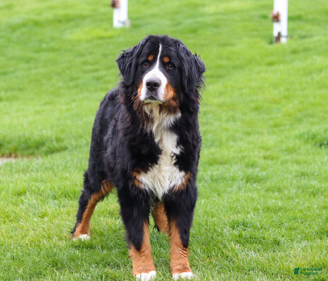 Bernese Mountain Dog dogs for sale: Sadie - Ad 8
