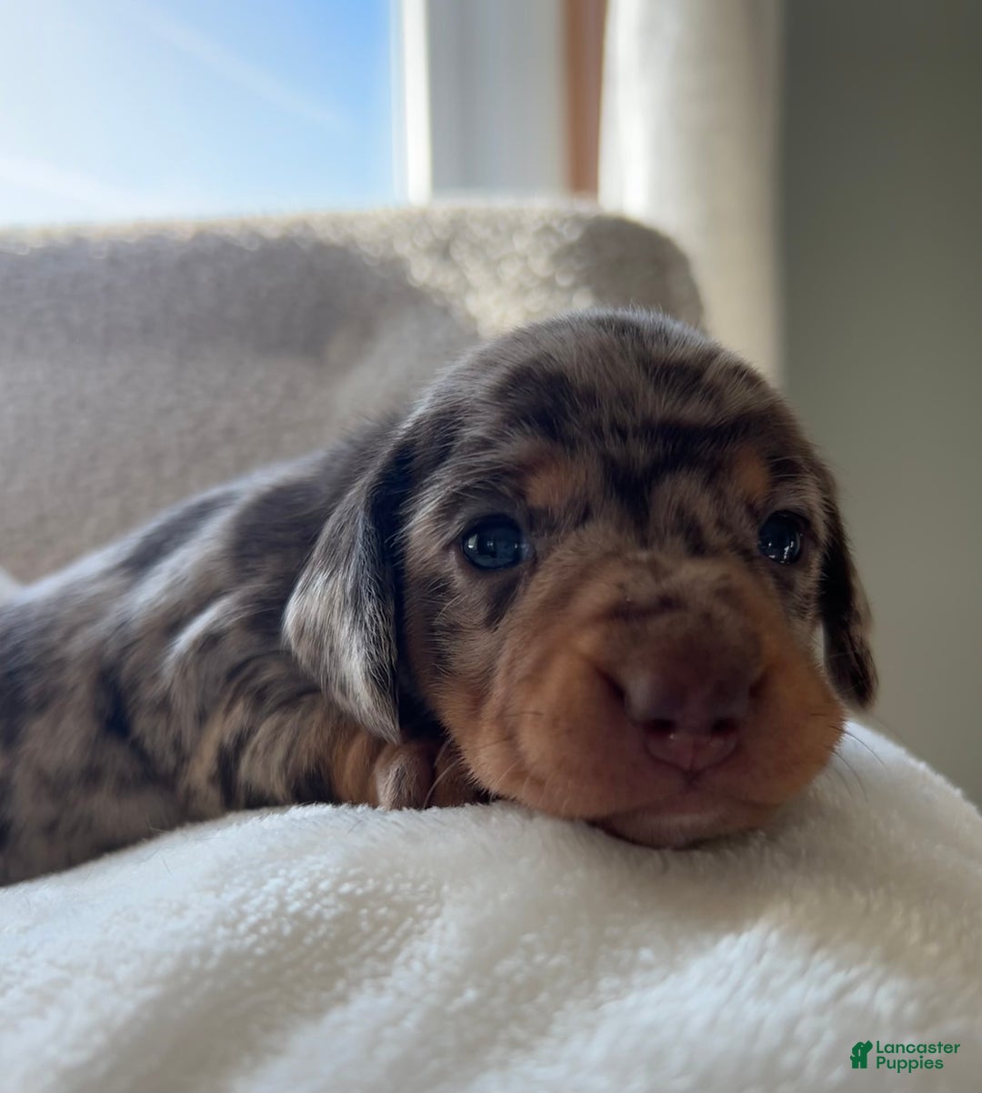 Miniature Dachshund dogs for sale: Roxy - Ad 14