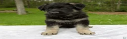 German Shepherd dogs for sale: Moon - Ad 4