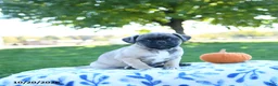Jug dogs for sale: Autumn - Ad 3
