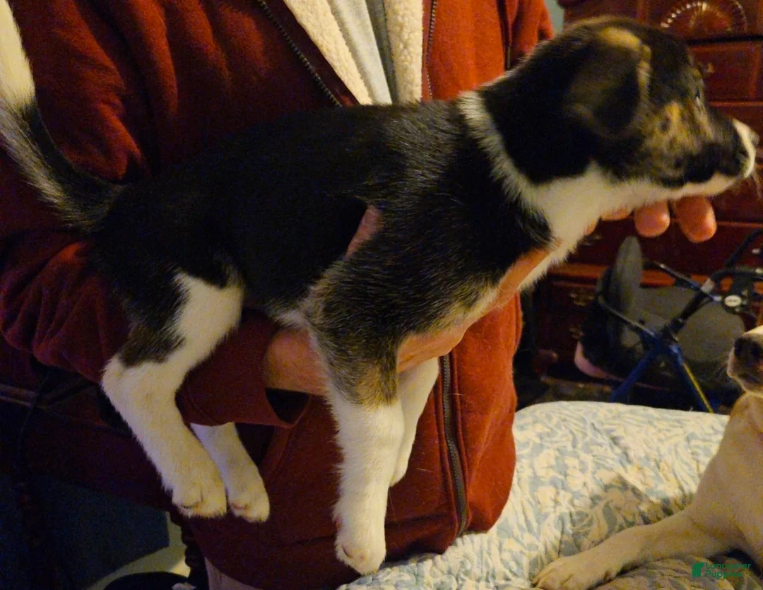 Mixed Breed dogs for sale: Prescilla - Ad 2