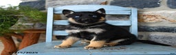 Gerberian Shepsky dogs for sale: Pierce - Ad 1
