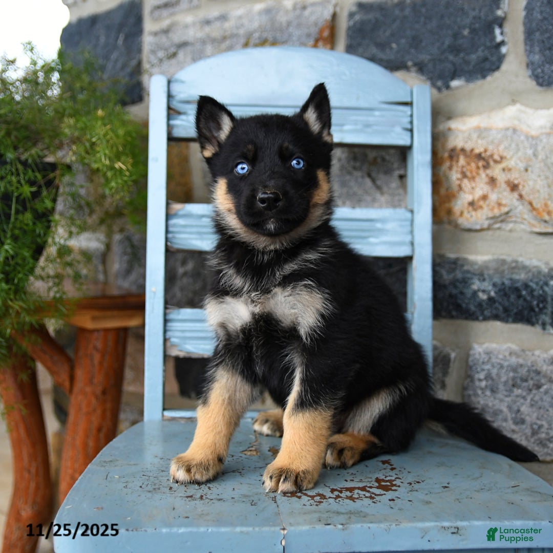 Gerberian Shepsky dogs for sale: Pierce - Ad 1