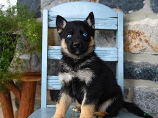 Gerberian Shepsky dogs Pierce - Ad 7