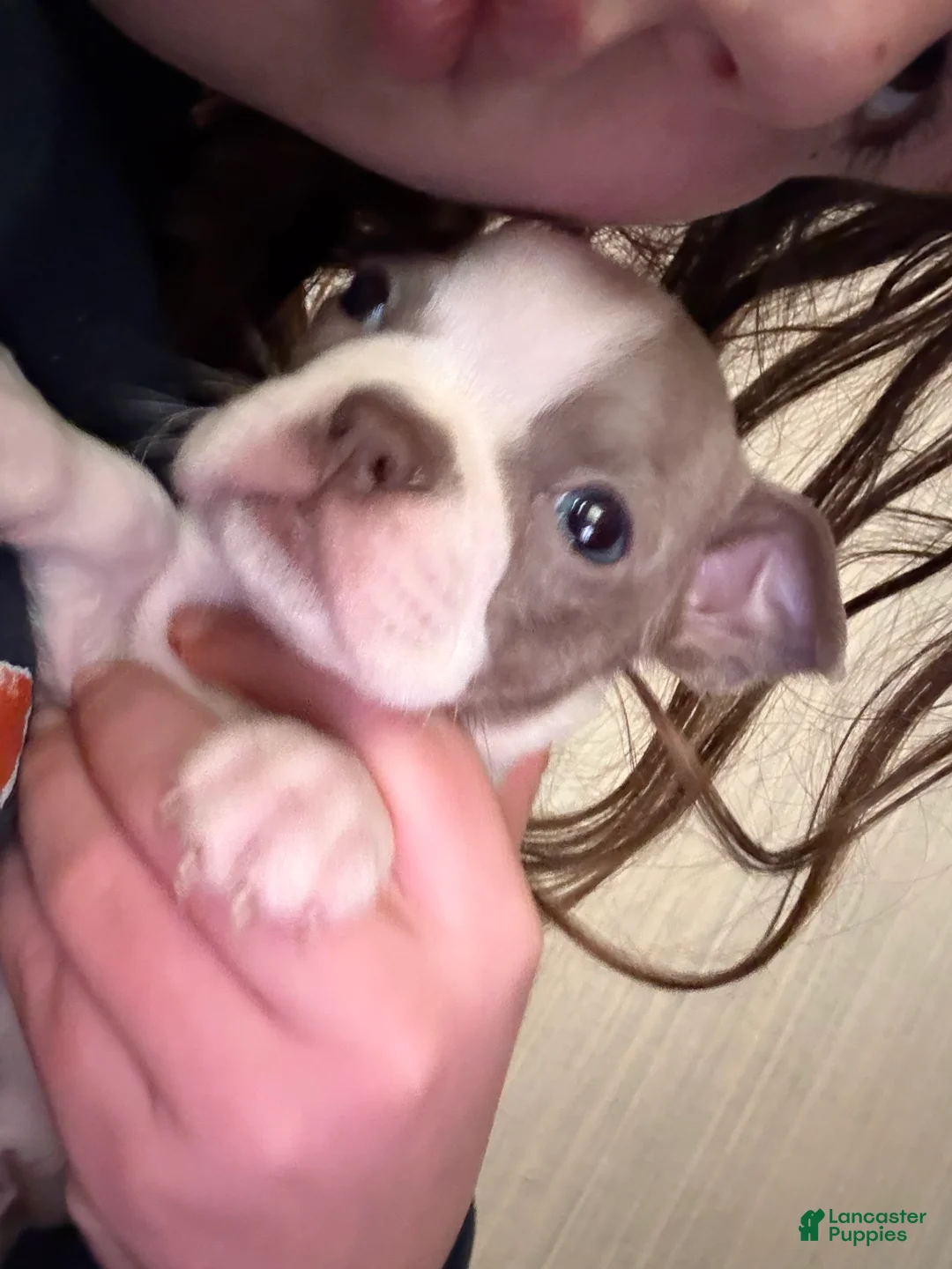 Boston Terrier dogs for sale: Brittany - Ad 2