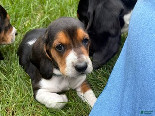 Basset Hound dogs - Ad 24