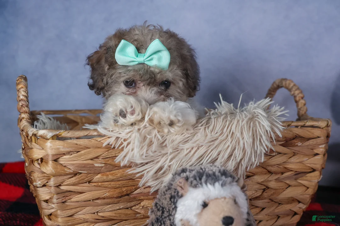 Bichpoo dogs for sale: Sunshine - Ad 17