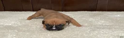 Boxer dogs for sale: Rocky - Ad 11