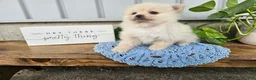 Pomeranian dogs for sale: Ivory - Ad 4
