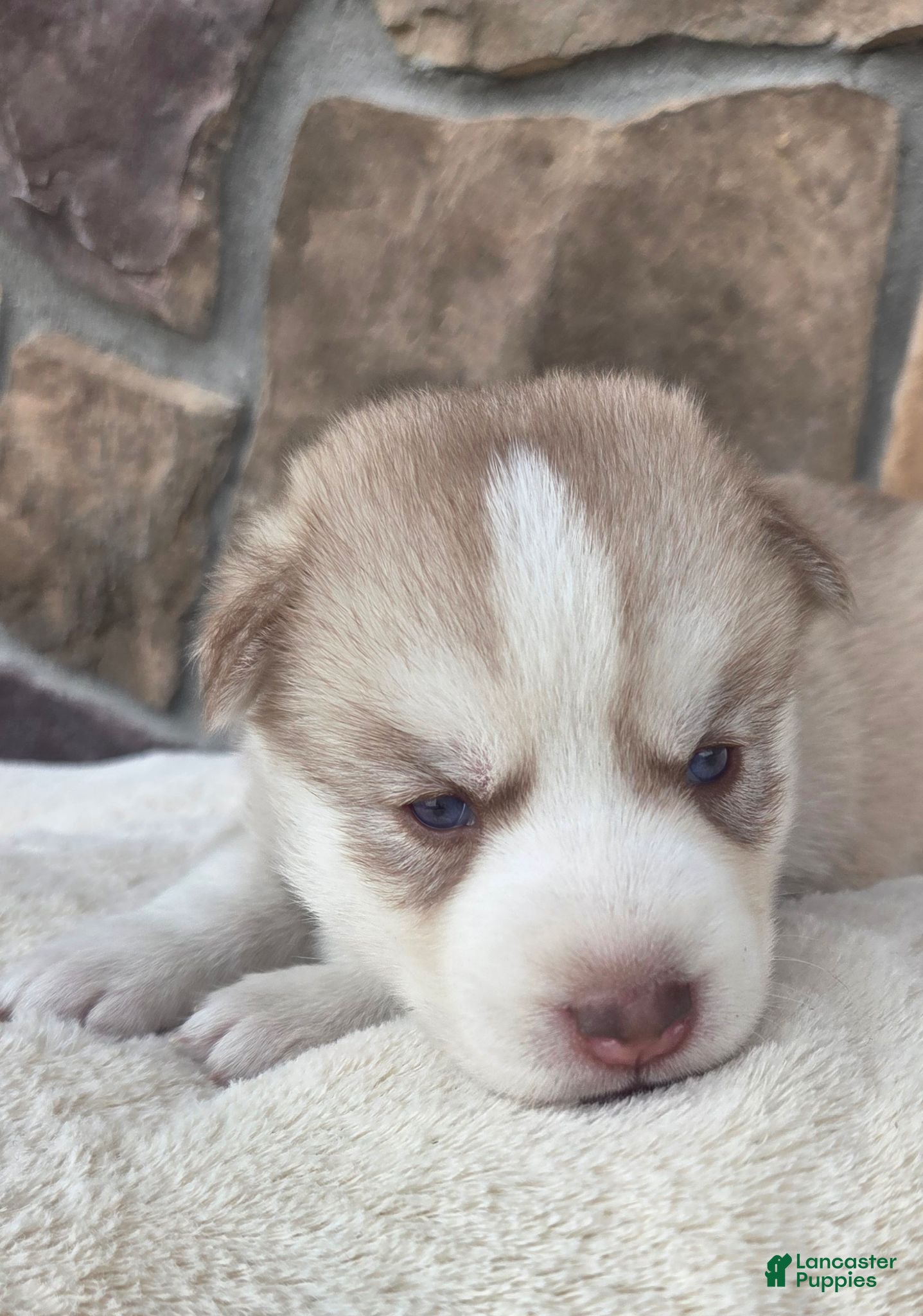 Siberian Husky dogs Galaxy - Ad 2