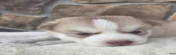 Siberian Husky dogs for sale: Galaxy - Ad 2