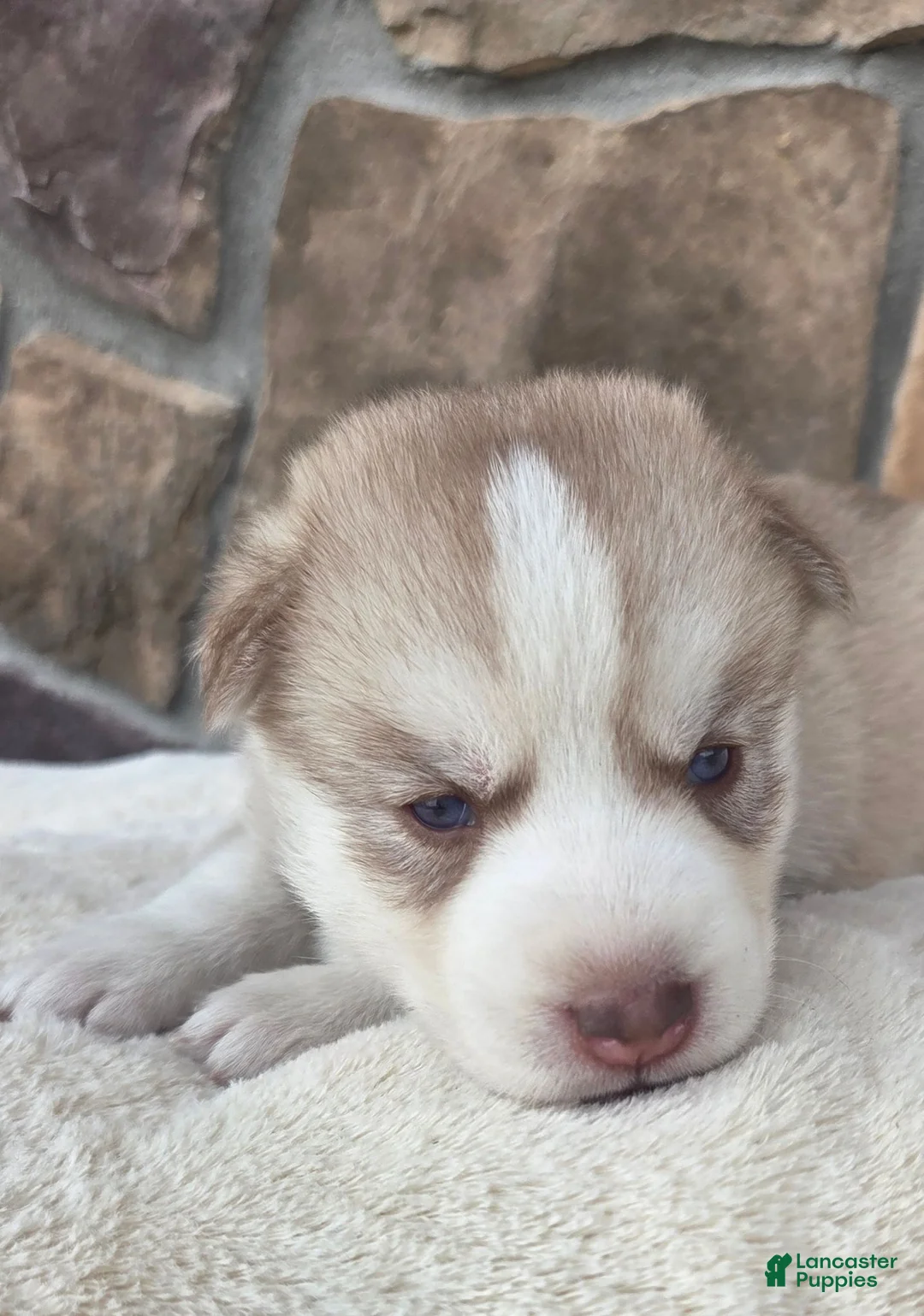 Siberian Husky dogs for sale: Galaxy - Ad 2