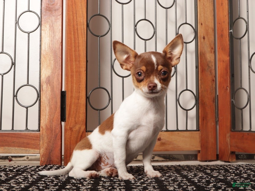 Chihuahua dogs Pippa - Ad 1