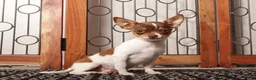 Chihuahua dogs for sale: Pippa - Ad 1