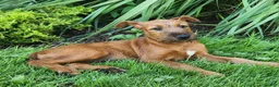 Irish Terrier dogs for sale: Brook - Ad 2