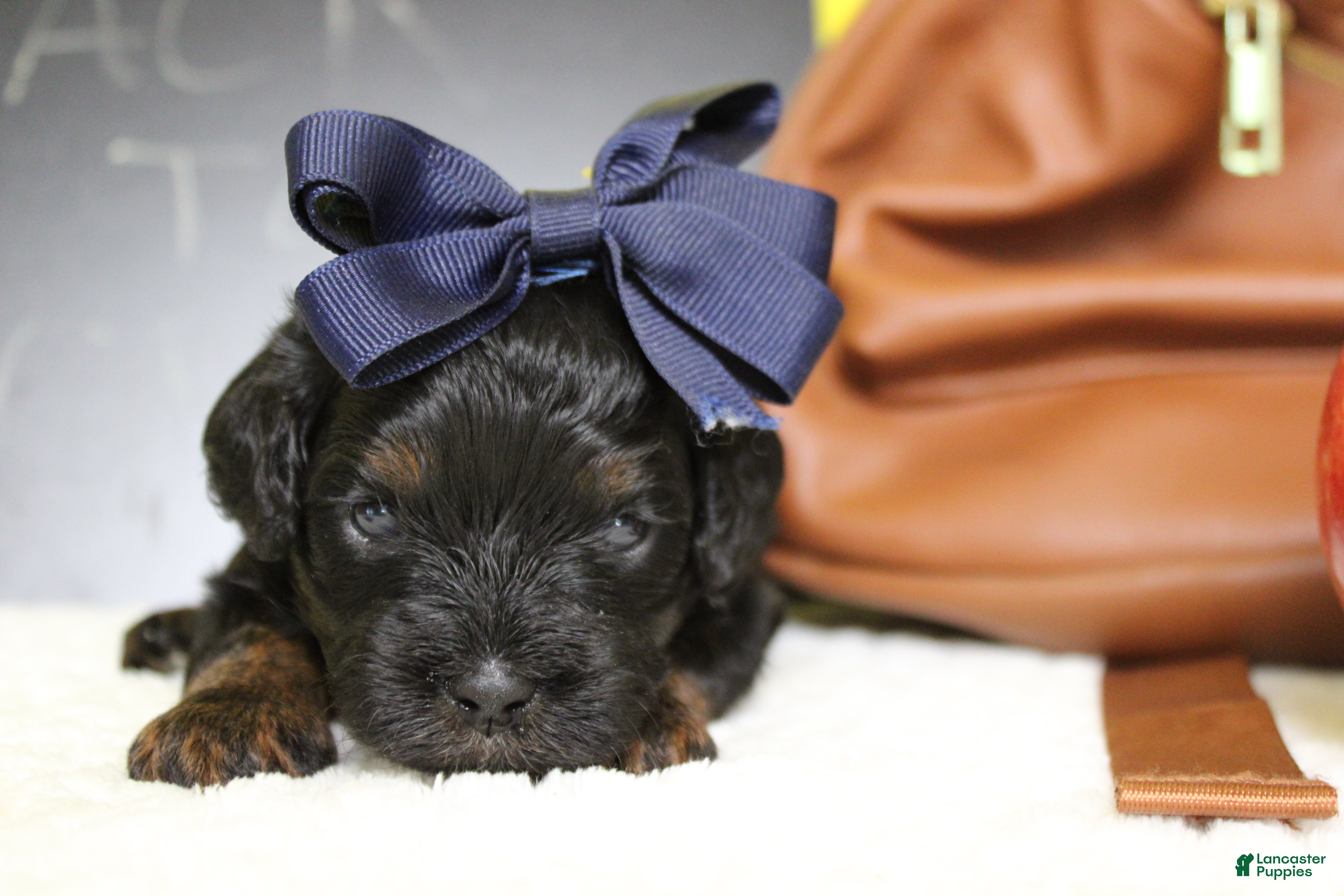 Toy Poodle dogs Hazel  - Ad 23
