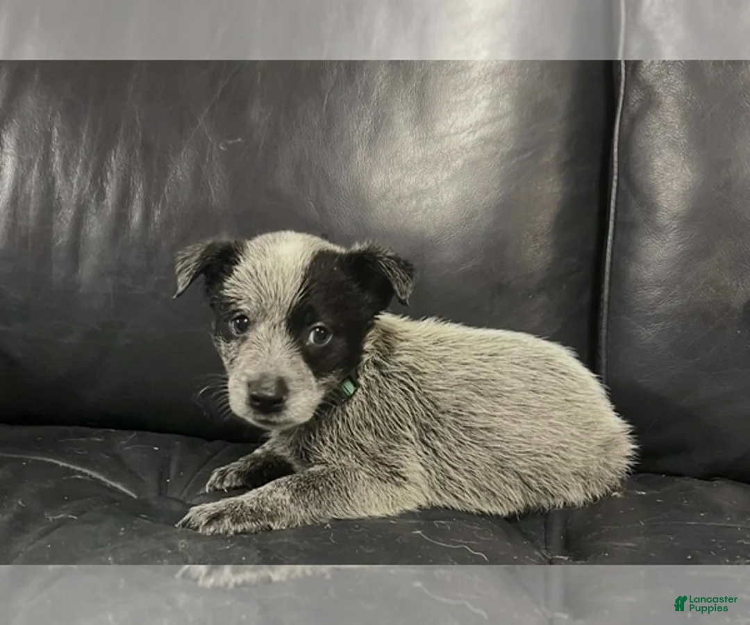 Australian Cattle Dog dogs for sale: Australian Cattle Dog 2 - Ad 6