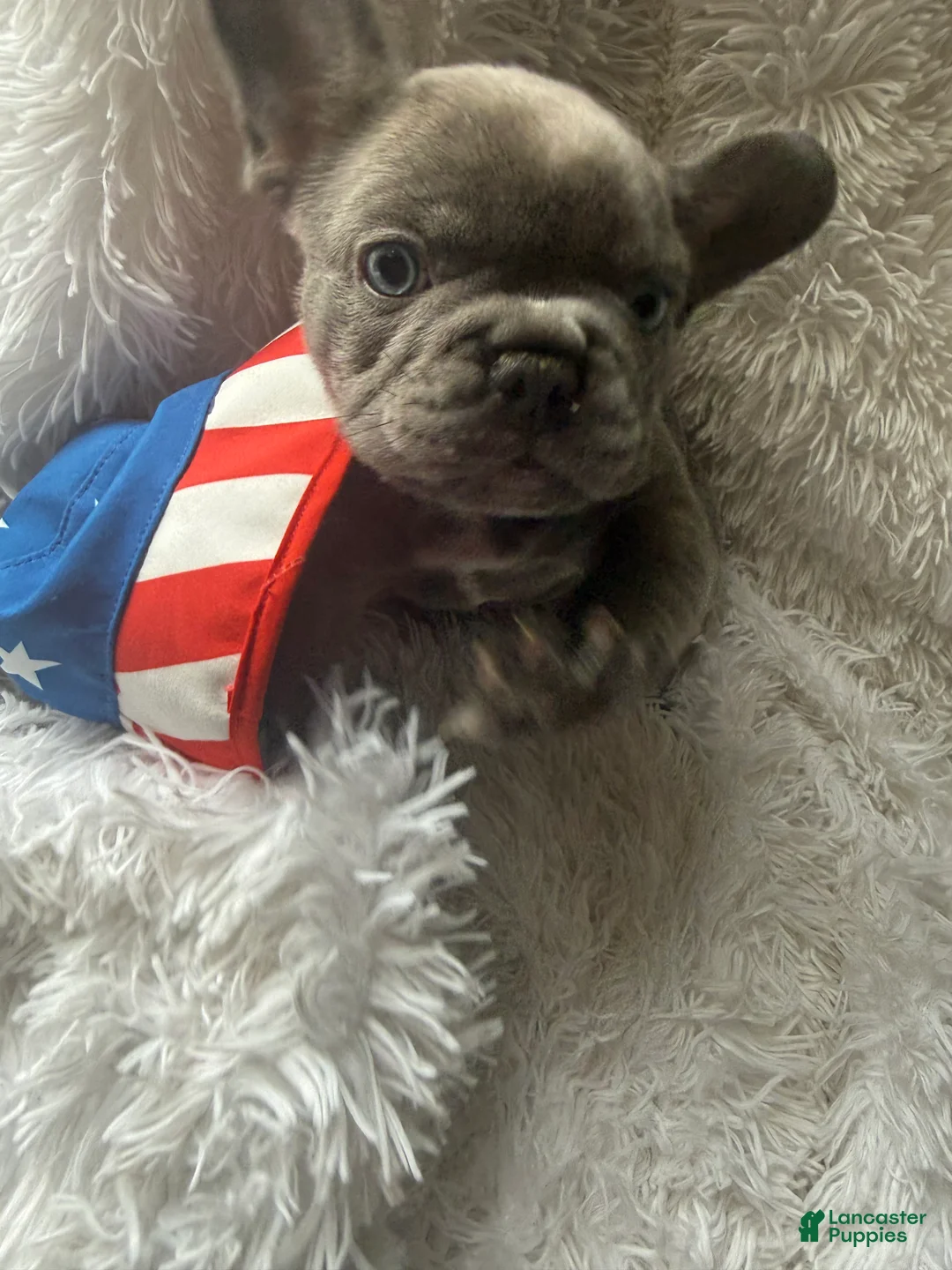 French Bulldog dogs for sale: Eliza  - Ad 7
