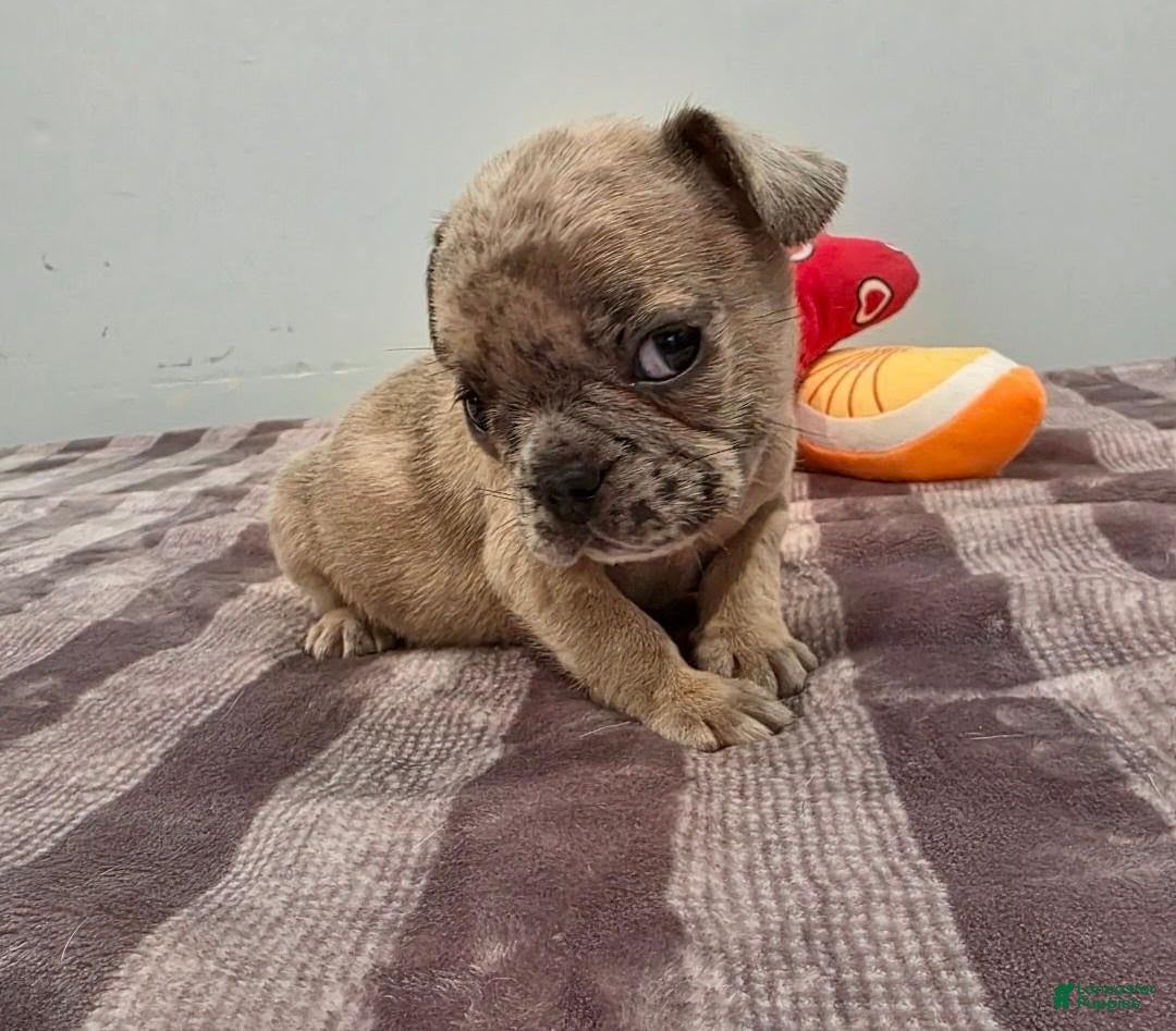 French Bulldog dogs Simon - Ad 1