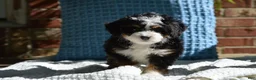 Mini Bernedoodle dogs for sale: Riley - Ad 4