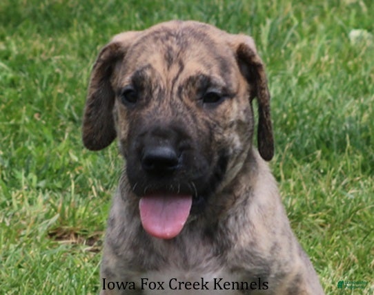 Great Dane dogs Murphy - Ad 26