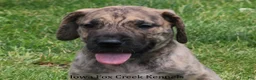 Great Dane dogs for sale: Murphy - Ad 1