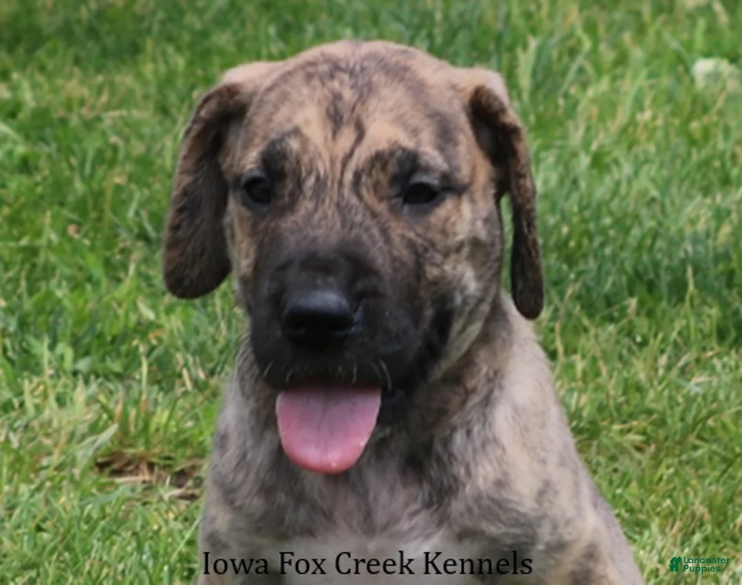 Great Dane dogs for sale: Murphy - Ad 1