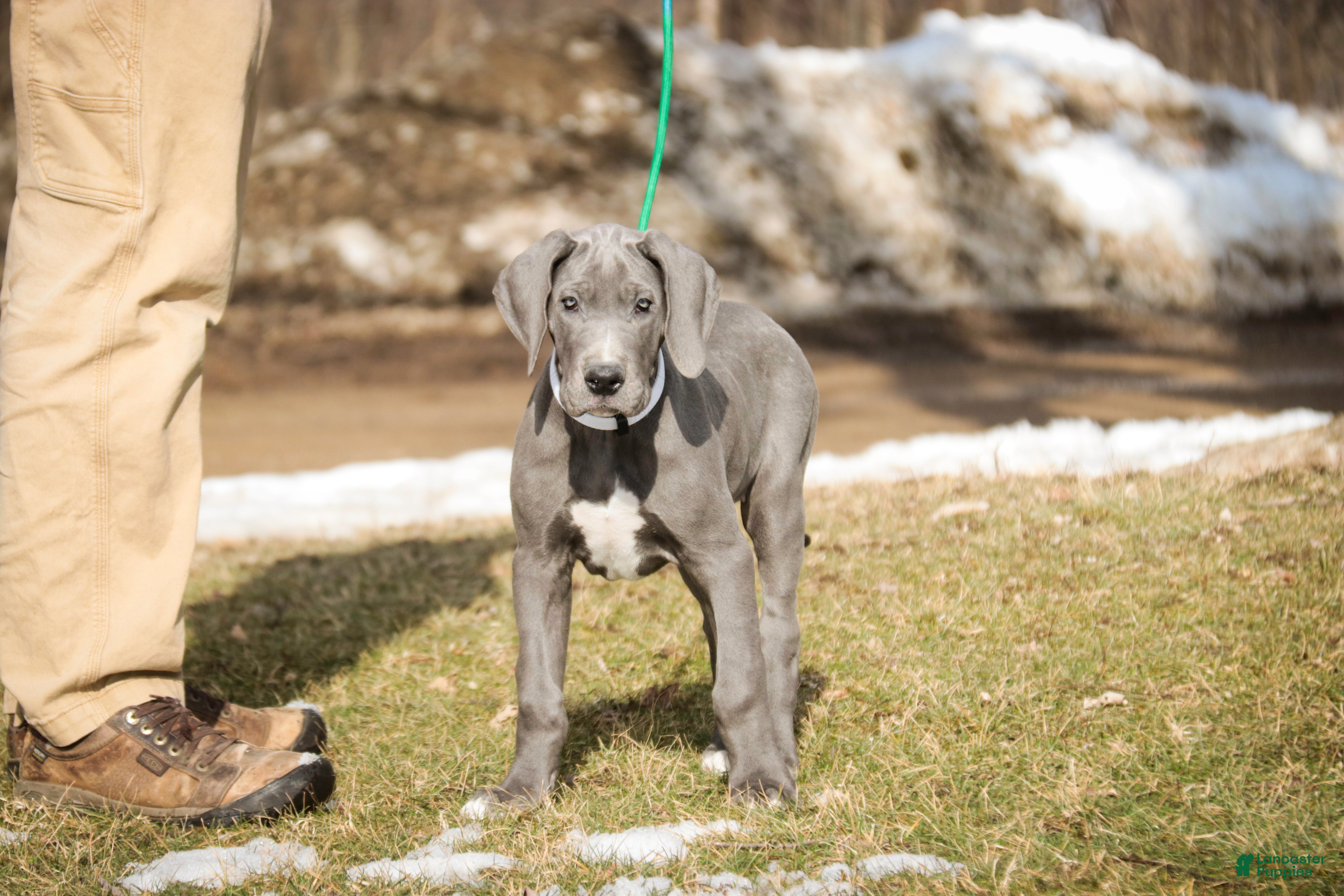 Great Dane dogs Clarabel - Ad 1