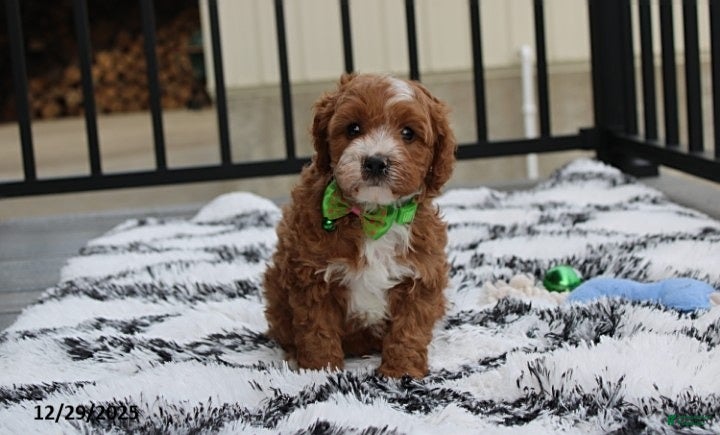 Cavapoo dogs Everett - Ad 10