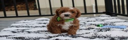 Cavapoo dogs for sale: Everett - Ad 1
