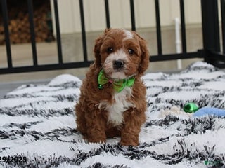 Cavapoo dogs Everett - Ad 10